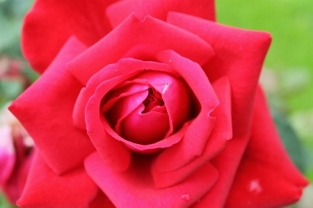 Blossom plant flower petal Photo