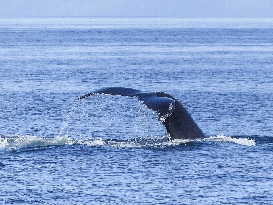 Mar agua naturaleza océano