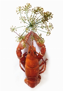 食べ物 赤 生産 シーフード 写真