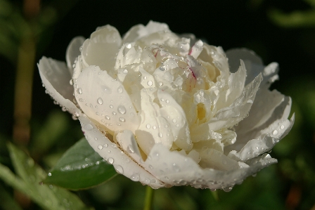 Blossom plant white rain Photo