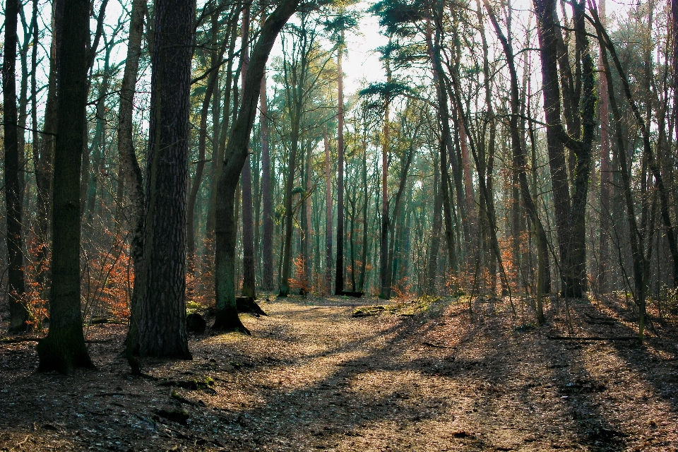 Tree nature forest wilderness