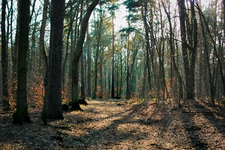 Tree nature forest wilderness Photo