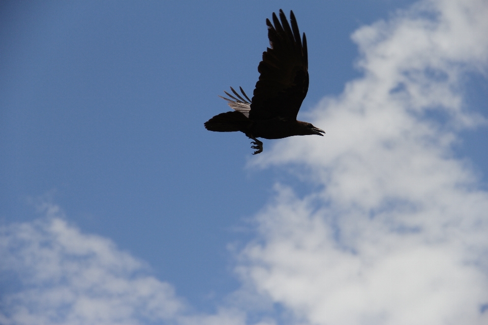 Silhouette bird wing sky