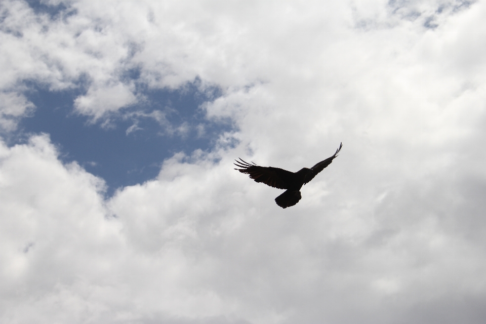 Outdoor silhouette bird wing