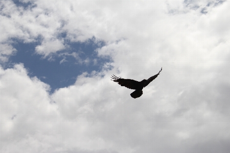 Outdoor silhouette bird wing Photo