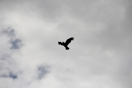 Foto Bayangan hitam burung sayap awan