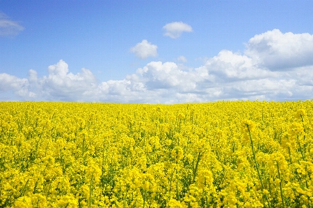 Landscape nature outdoor blossom Photo