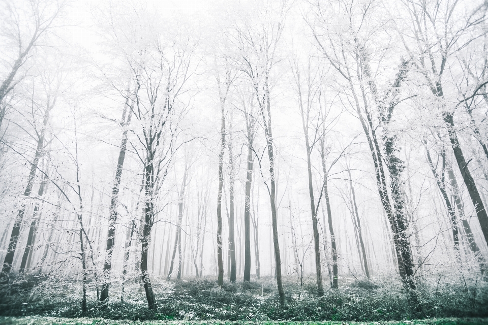 Albero foresta ramo nevicare