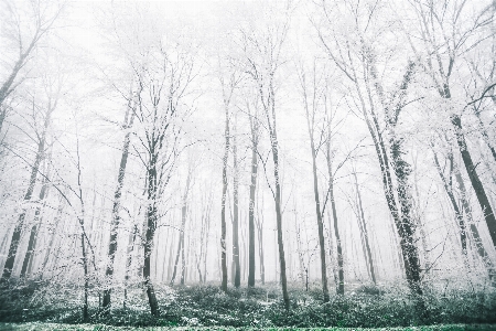 Photo Arbre forêt bifurquer neige