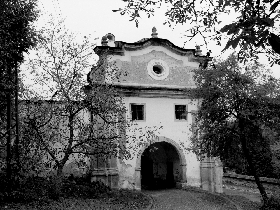 árbol camino en blanco y negro
