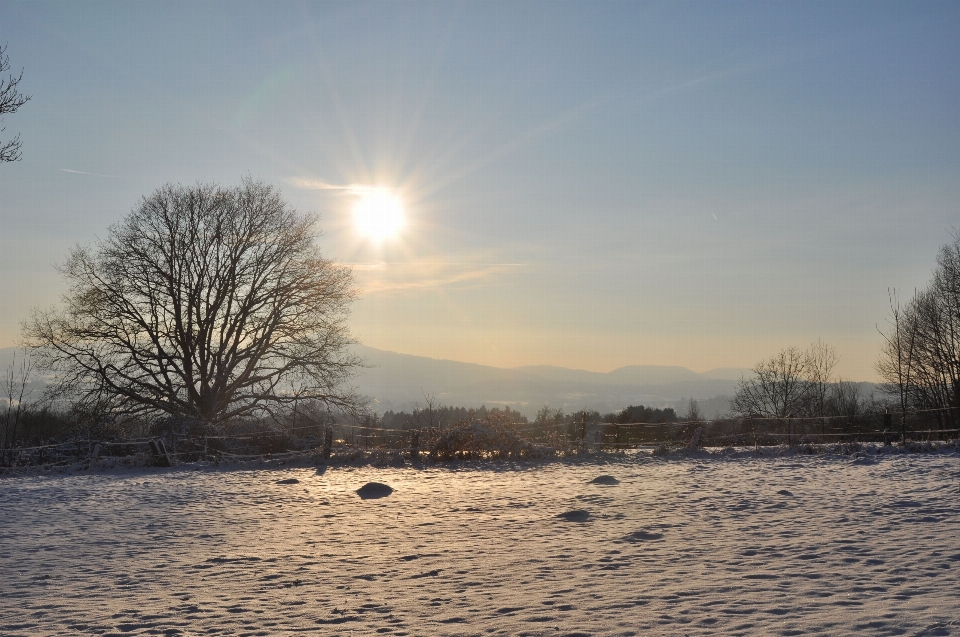 Paisaje árbol naturaleza nieve