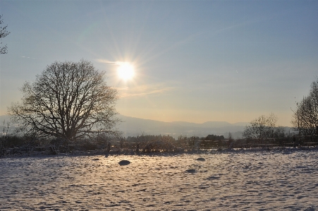 Landscape tree nature snow Photo