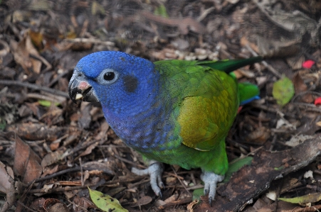 Nature bird wildlife green Photo