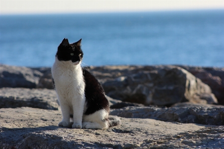 Sea white cat mammal Photo