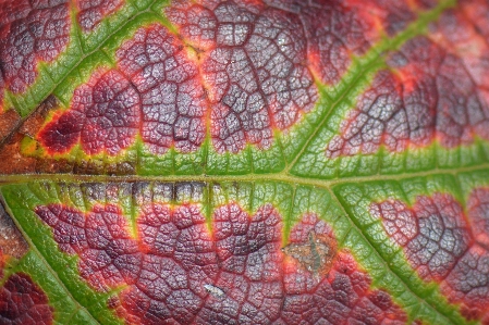 Tree nature plant leaf Photo