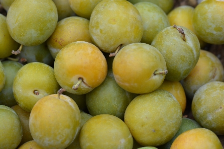 Foto Alam tanaman buah makanan