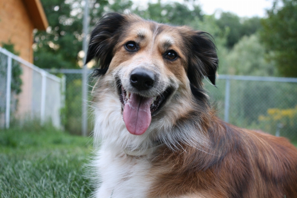 Anjing satwa collie
 keemasan