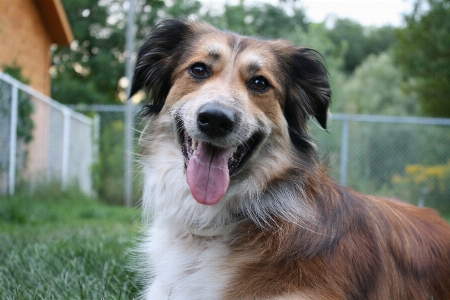 Foto Anjing satwa collie
 keemasan