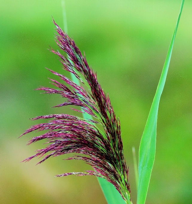 自然 草 ブランチ 植物