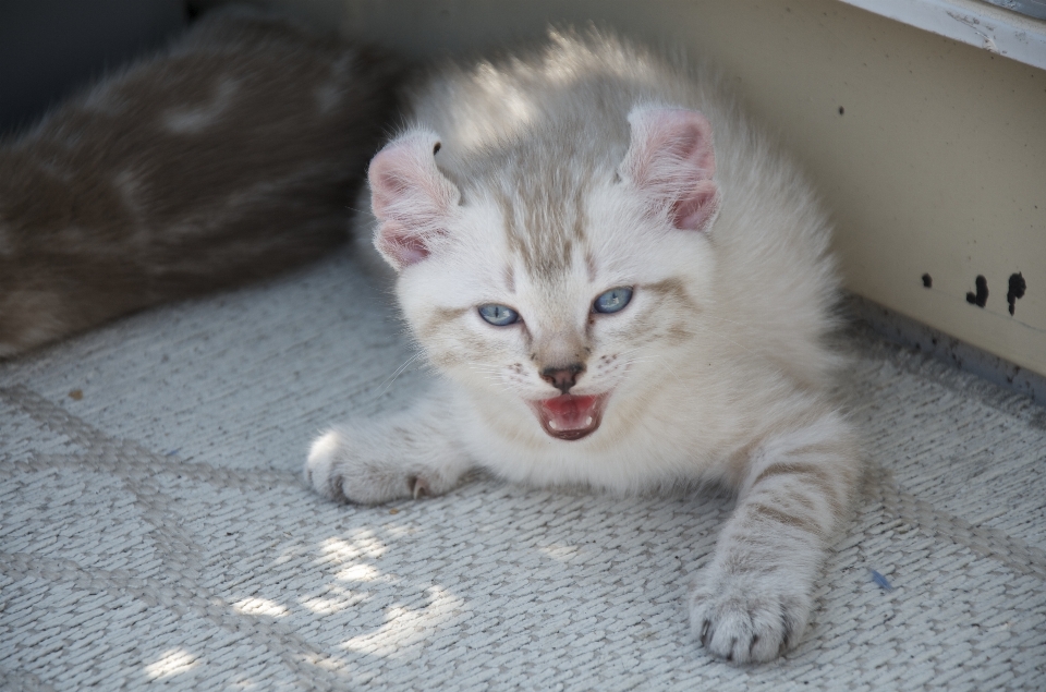 Gatito gato felino mamífero