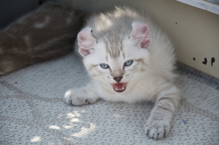 Foto Anak kucing licik mamalia