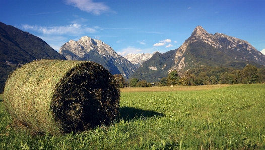 Foto Paesaggio natura erba all'aperto