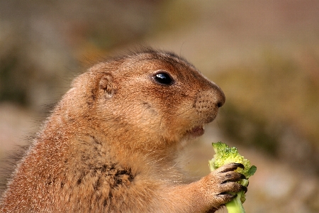 Nature ground animal cute Photo