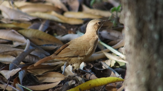 Foto Alam cabang burung bunga