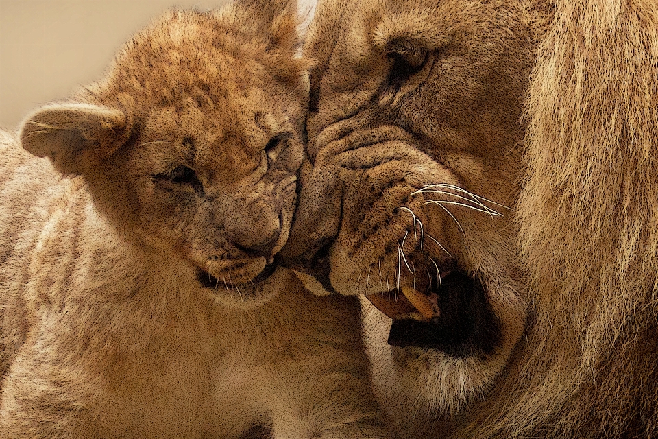 動物 かわいい 男 野生動物