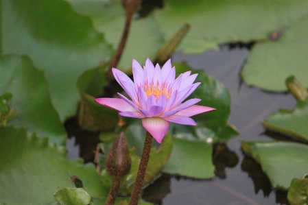 Outdoor blossom growth plant Photo