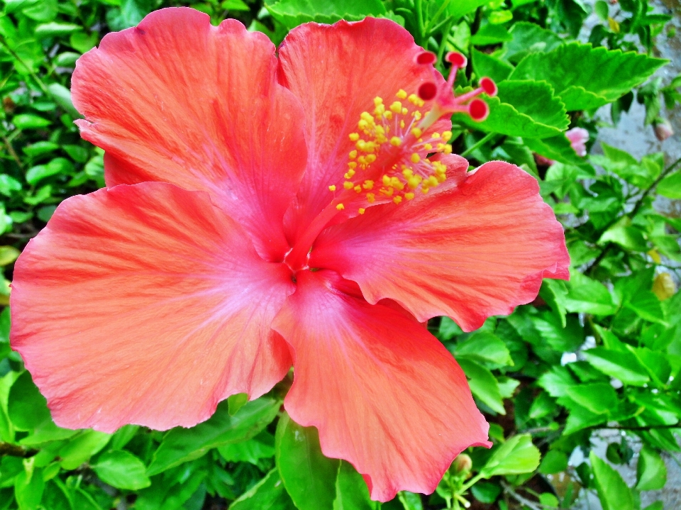 Natura fiore pianta foglia