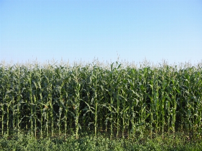 Landscape nature growth plant Photo