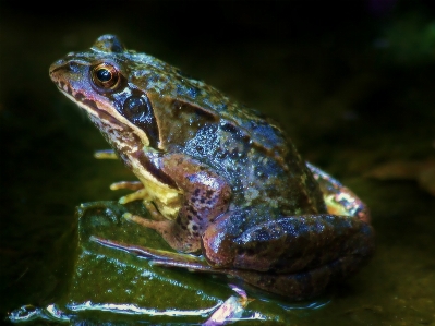 Water nature wetlands wet Photo