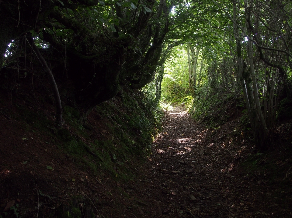 Tree nature forest path