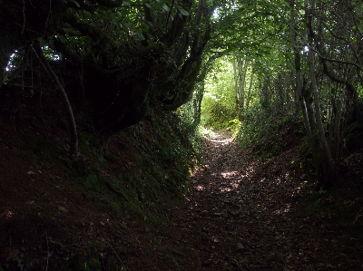 Tree nature forest path Photo