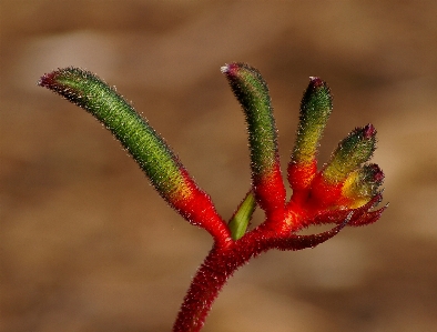 Nature branch blossom plant Photo