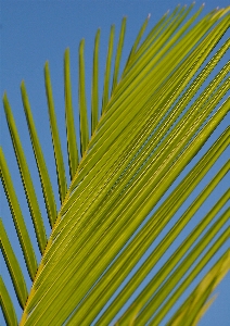 Grass wing plant sunlight Photo