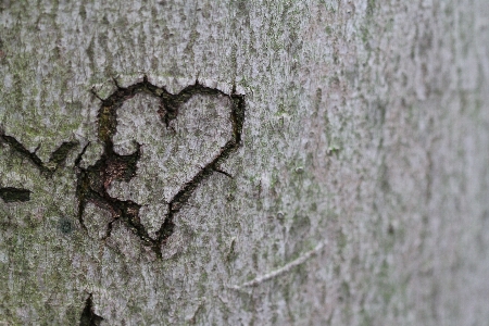 Tree nature branch wood Photo