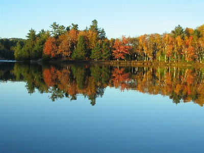 Tree nature forest wilderness Photo