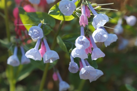 Nature outdoor blossom growth Photo