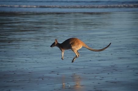 Beach sea water animal Photo