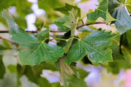 木 自然 ブランチ 植物 写真