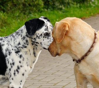 Puppy dog mammal dogs Photo