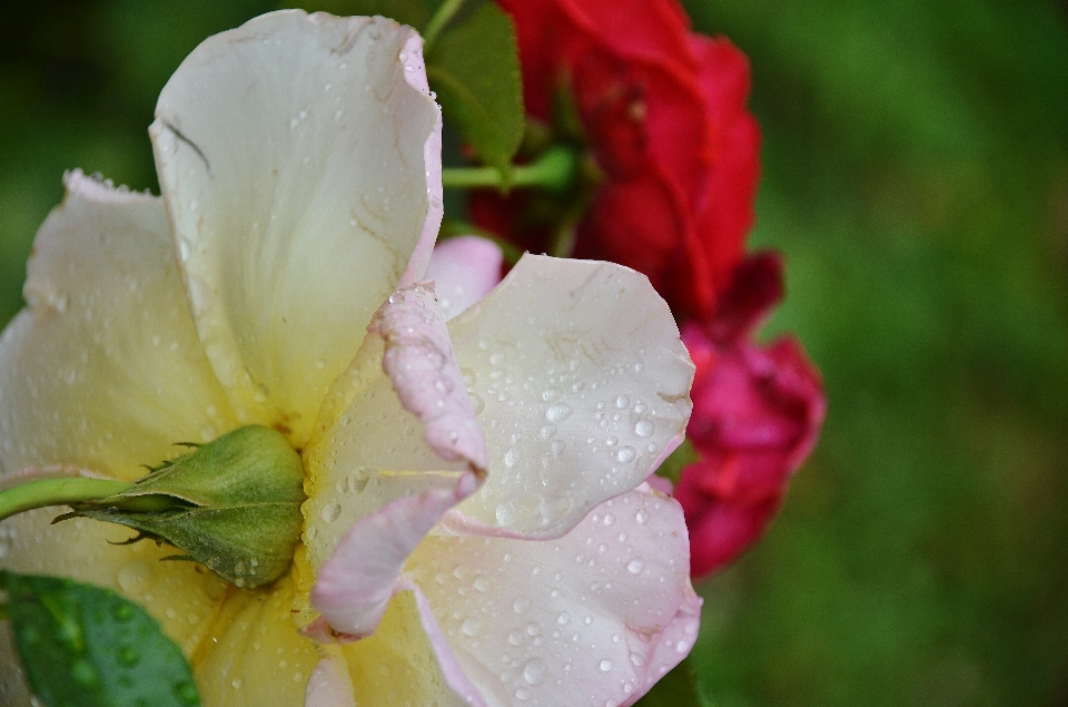 Nature blossom dew plant