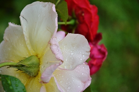 Nature blossom dew plant Photo