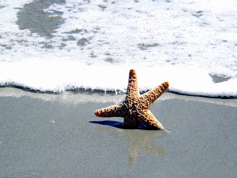 Beach sea water nature