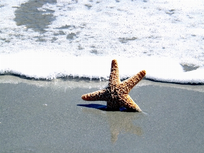 Beach sea water nature Photo