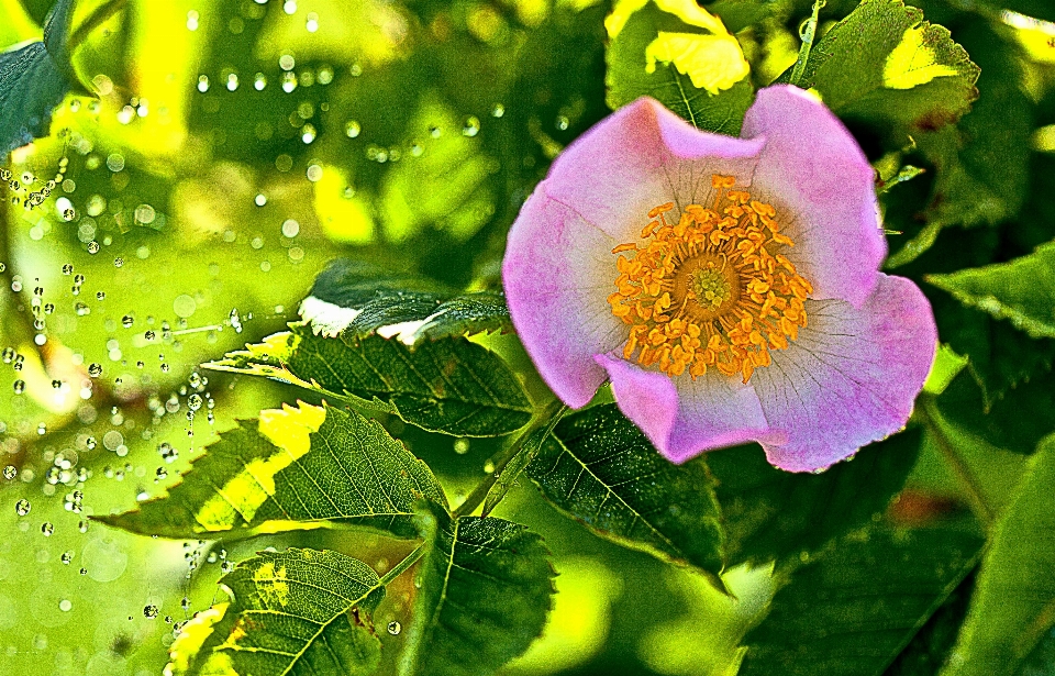 自然 开花 植物 阳光