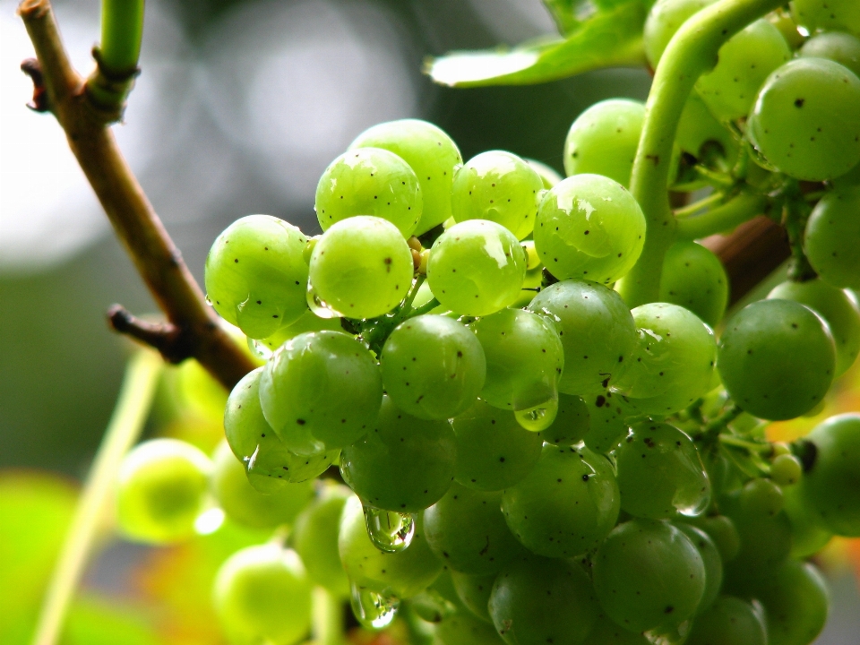 Agua rama planta uva