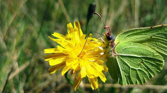 Nature outdoor blossom wing Photo